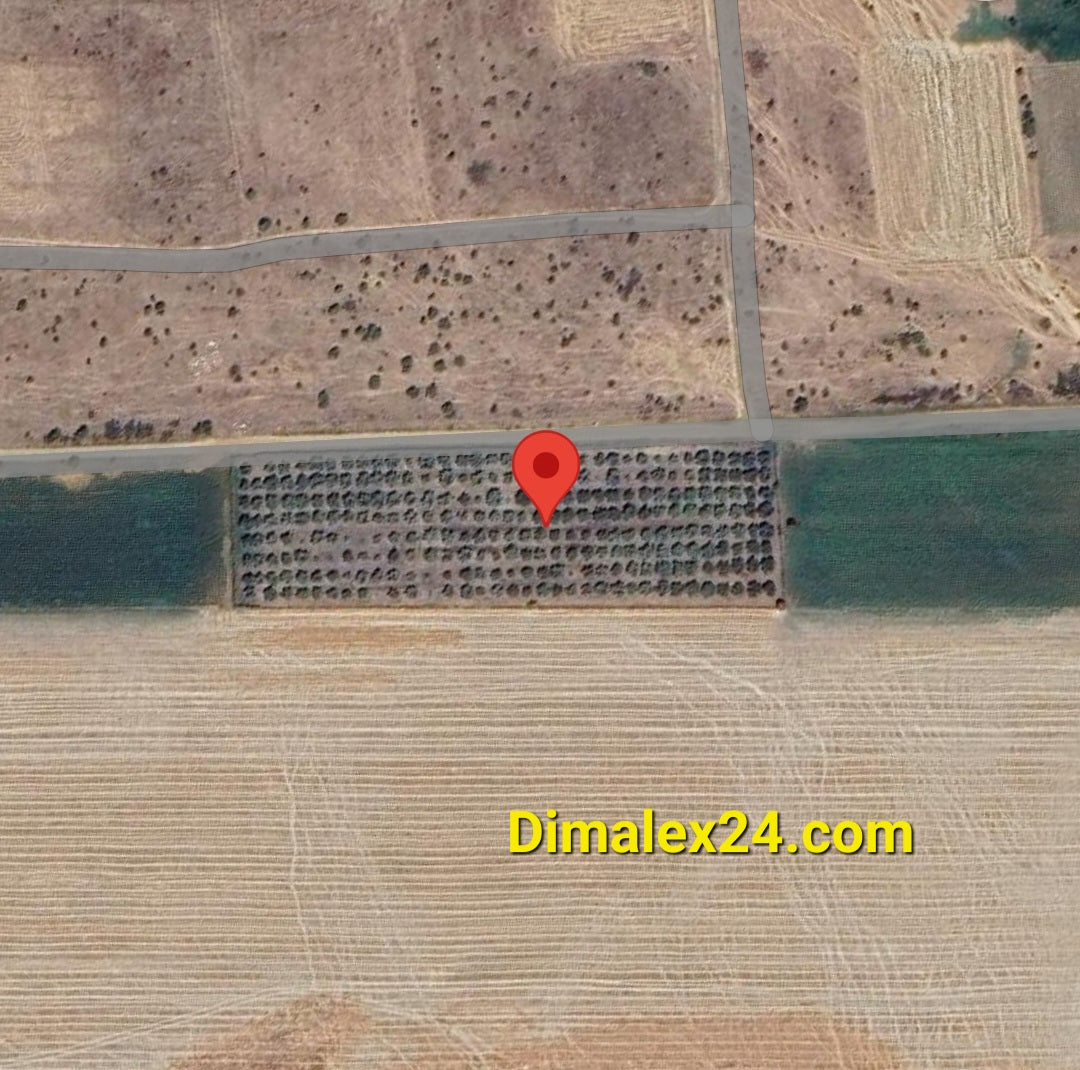 Аерофотография на парцел в Северна Гърция с маслинови дръвчета и местоположение.