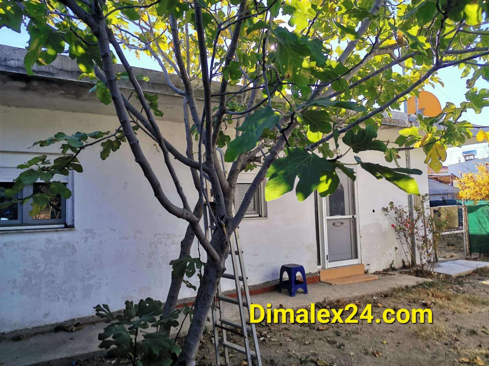 Exterior view of a house in Makri, Greece, featuring a tree and a ladder in the yard.