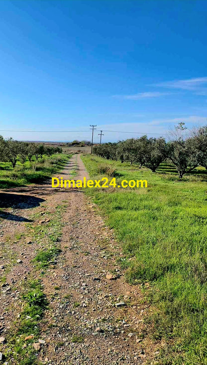 Парцел до Комотини и границата – отлична локация за къща или бунгала.