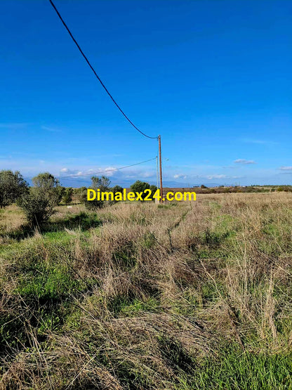 Парцел в Северна Гърция с маслинови дръвчета и инвестиционен потенциал.