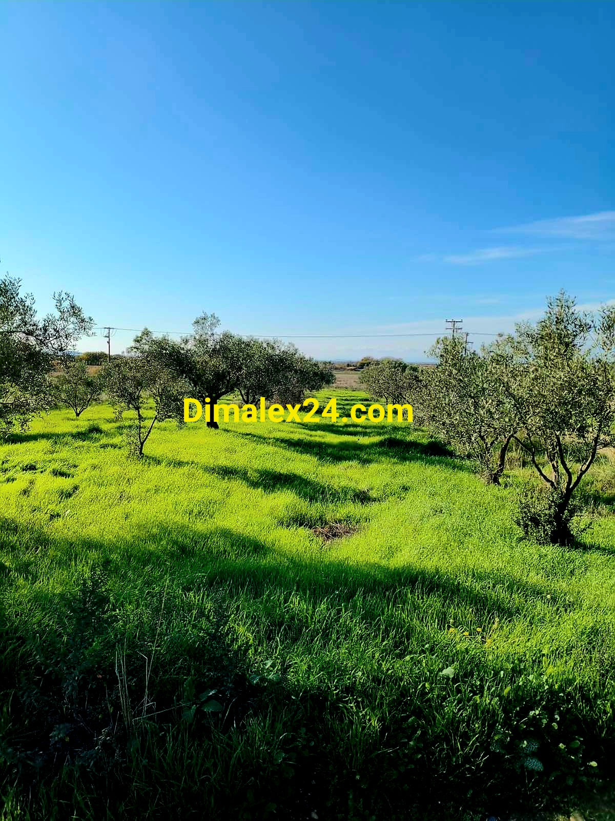 Парцел 2000 кв.м в Имерос с маслинови дървета близо до морето.