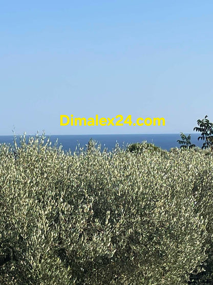 Панорама над маслинови дървета и море от имот в Гърция,Макри.