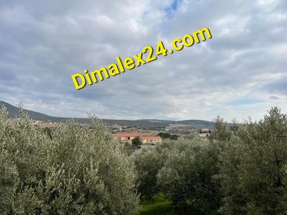 View of olive trees in Ksilagani, North Greece, with cloudy sky and distant hills.