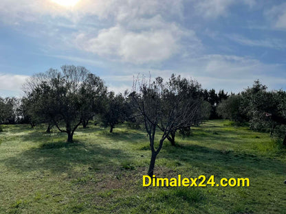 N.40 Plot in Fanari Greece, Rodopi region