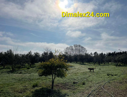 N.40 Plot in Fanari Greece, Rodopi region