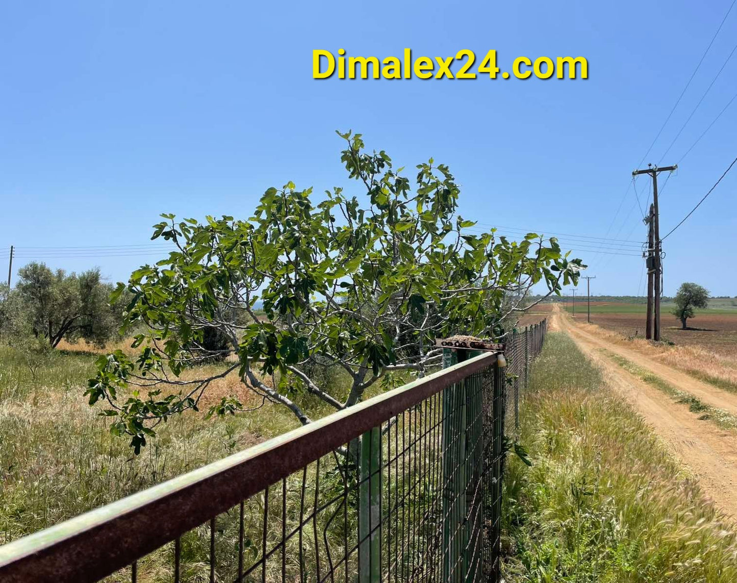 Fig tree beside a fence with a rural road in the background, green fields and blue sky in view.