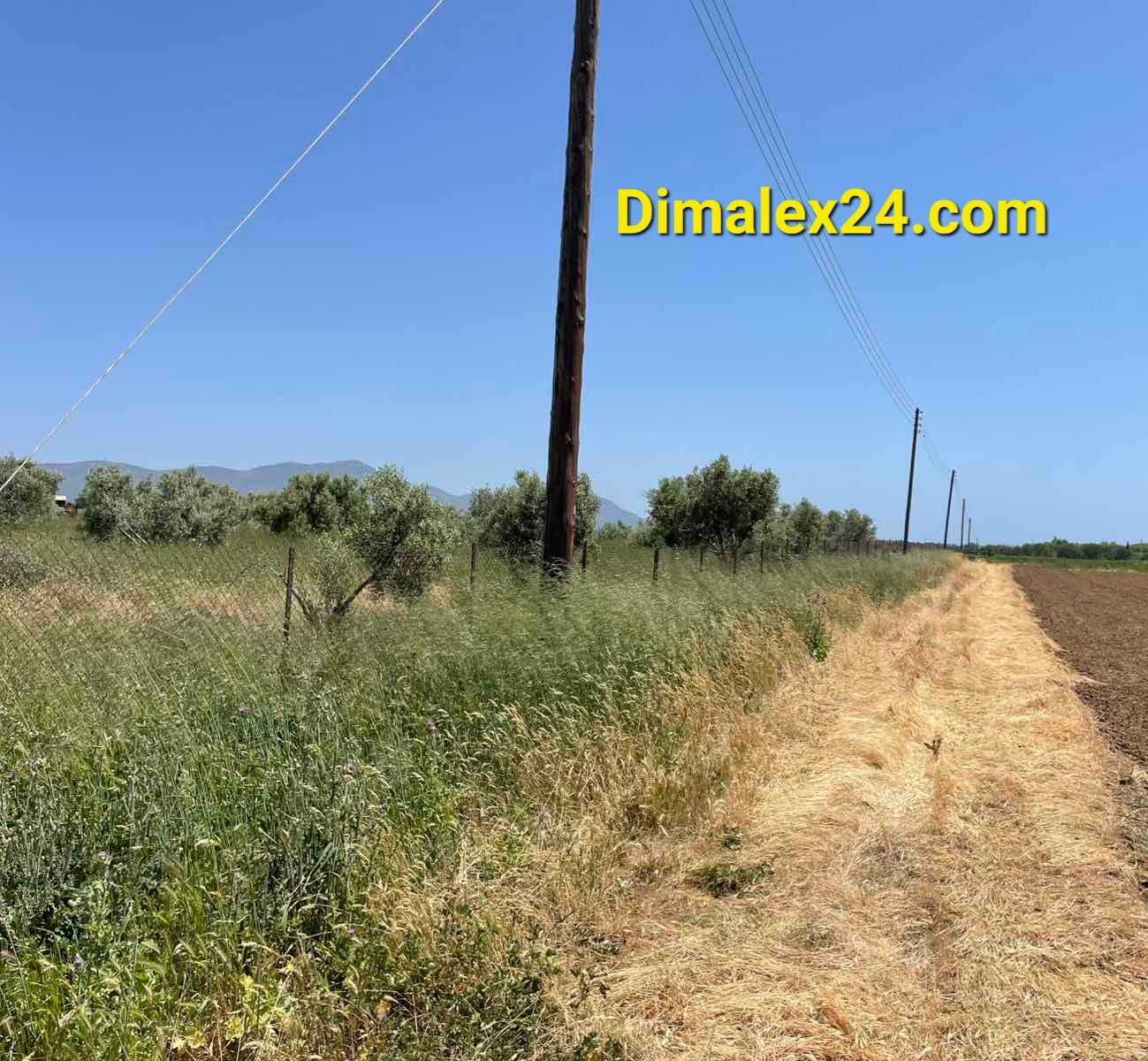 View of a field in Greece with olive trees, electric poles, and a clear blue sky.